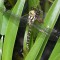 767px-Aeshna_cyanea_-_Common_Hawker.jpg