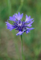 Rukkilill - Eesti keele õpetajate (võõrkeelena) kogukond